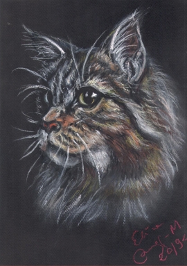 Kot maine coon